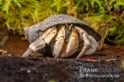 Marmor-Einsiedlerkrebs, Coenobita Sp. "Marble" -AQUATLATI Geschaft Marmor Einsiedlerkrebs Coenobita sp Marble 3