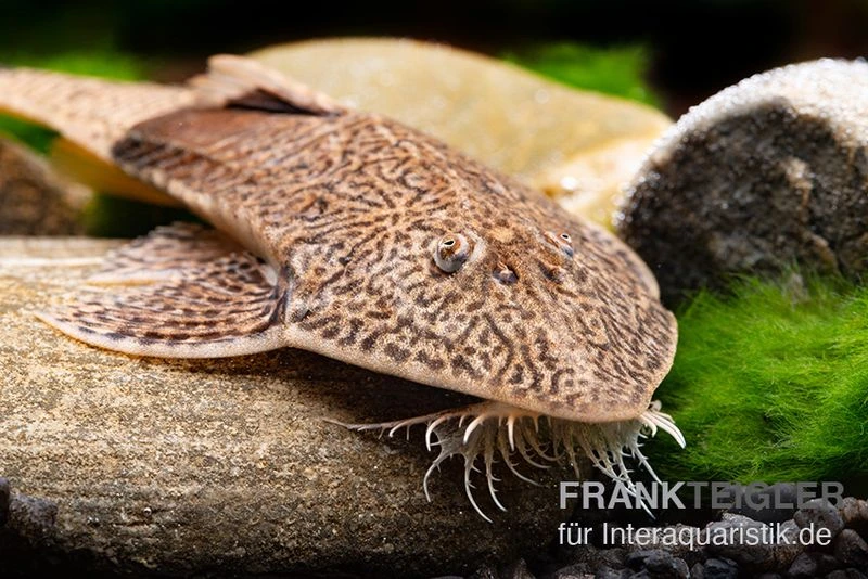 Marmor-Flunderharnischwels, Pseudohemiodon Apithanos Sp. Colombia 4 Marmor-Flunderharnischwels, Pseudohemiodon Apithanos Sp. Colombia – Bild 2