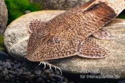 Marmor-Flunderharnischwels, Pseudohemiodon Apithanos Sp. Colombia 9 Marmor-Flunderharnischwels, Pseudohemiodon Apithanos Sp. Colombia -AQUATLATI Geschaft Marmor Flunderharnischwels Pseudohemiodon apithanos sp Colombia 3