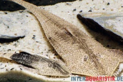 Marmor-Flunderharnischwels, Pseudohemiodon Apithanos Sp. Colombia 10 Marmor-Flunderharnischwels, Pseudohemiodon Apithanos Sp. Colombia -AQUATLATI Geschaft Marmor Flunderharnischwels Pseudohemiodon apithanos sp Colombia neu 1