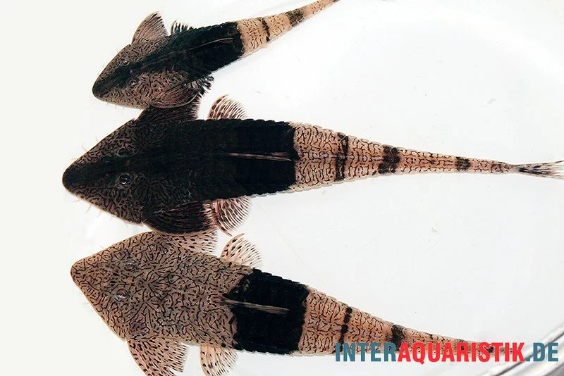 Marmor-Flunderharnischwels, Pseudohemiodon Apithanos Sp. Colombia 7 Marmor-Flunderharnischwels, Pseudohemiodon Apithanos Sp. Colombia – Bild 5