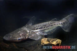 Marmorierter Delfinwels, Ageneiosus Marmoratus 5 Marmorierter Delfinwels, Ageneiosus Marmoratus -AQUATLATI Geschaft Marmorierter Delfinwels Ageneiosus marmoratus 2