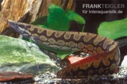 Marmorstachelaal, Mastacembelus Armatus