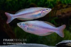 Mayland`s Regenbogenfisch, Melanotaenia Maylandi, 5 Tiere