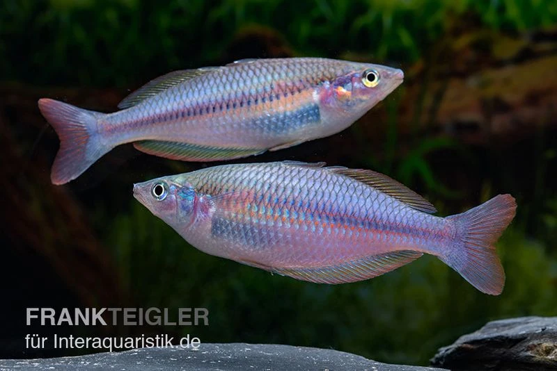 Mayland`s Regenbogenfisch, Melanotaenia Maylandi, 5 Tiere 3 Mayland`s Regenbogenfisch, Melanotaenia Maylandi, 5 Tiere