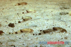 Megistus-Wels, Ernstichthys Megistus -AQUATLATI Geschaft Megistus Wels Ernstichthys megistus 2