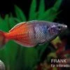 Boesemans Regenbogenfisch Rot, Melanotaenia Boesemani RED, DNZ 2 Boesemans Regenbogenfisch Rot, Melanotaenia Boesemani RED, DNZ -AQUATLATI Geschaft Melanotaenia boesemani 2