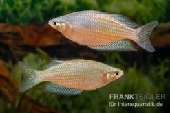 Rawa-Biru-Regenbogenfisch, Melanotaenia Cf. Splendida Rubrostriata "Rawa Biru" , 5 Tiere -AQUATLATI Geschaft Melanotaenia cf splendida rubrostriata Rawa Biru 17