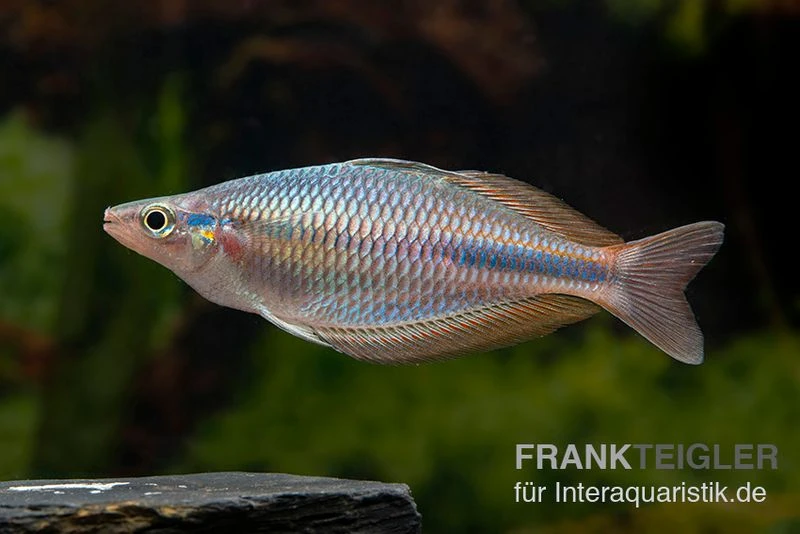 Goldie-Fluss-Regenbogenfisch, Melanotaenia Goldiei, 5 Tiere 4 Goldie-Fluss-Regenbogenfisch, Melanotaenia Goldiei, 5 Tiere - Image 2