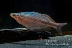 Goldie-Fluss-Regenbogenfisch, Melanotaenia Goldiei, 5 Tiere 8 Goldie-Fluss-Regenbogenfisch, Melanotaenia Goldiei, 5 Tiere -AQUATLATI Geschaft Melanotaenia goldiei 22