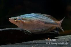 Goldie-Fluss-Regenbogenfisch, Melanotaenia Goldiei, 5 Tiere 9 Goldie-Fluss-Regenbogenfisch, Melanotaenia Goldiei, 5 Tiere -AQUATLATI Geschaft Melanotaenia goldiei 23