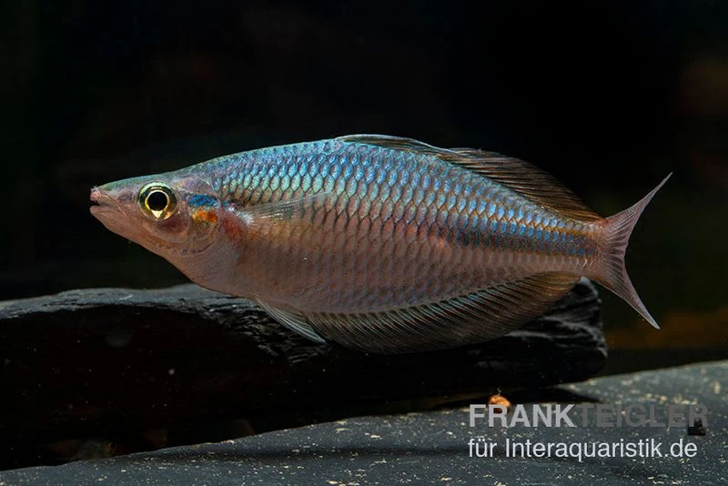 Goldie-Fluss-Regenbogenfisch, Melanotaenia Goldiei, 5 Tiere 6 Goldie-Fluss-Regenbogenfisch, Melanotaenia Goldiei, 5 Tiere - Image 4