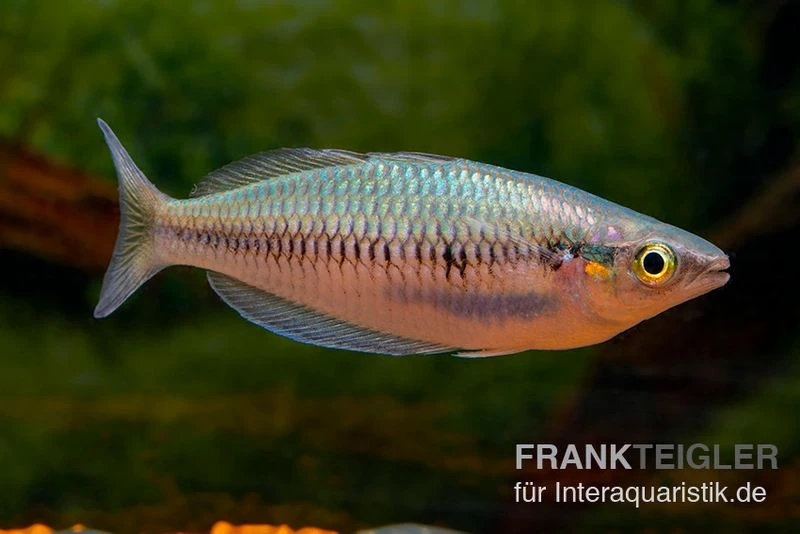 Sikuensis-Regenbogenfisch, Melanotaenia Sikuensis, 5 Tiere 3 Sikuensis-Regenbogenfisch, Melanotaenia Sikuensis, 5 Tiere