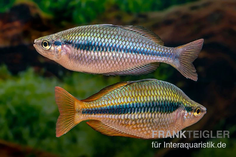 Coen-River-Regenbogenfisch, Melanotaenia Trifasciata "Coen River" 5 Tiere 5 Coen-River-Regenbogenfisch, Melanotaenia Trifasciata "Coen River" 5 Tiere - Image 3