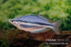 Hapgood-River-Regenbogenfisch, Melanotaenia Trifasciata "Hapgood River" 5 Tiere -AQUATLATI Geschaft Melanotaenia trifasciata Hapgood River 37