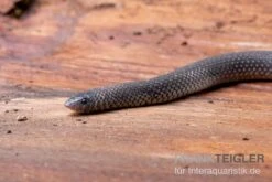 Meleagris-Schlange, Prosymna Meleagris 6 Meleagris-Schlange, Prosymna Meleagris -AQUATLATI Geschaft Meleagris Schlange Prosymna meleagris 02