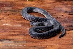 Meleagris-Schlange, Prosymna Meleagris 7 Meleagris-Schlange, Prosymna Meleagris -AQUATLATI Geschaft Meleagris Schlange Prosymna meleagris 03