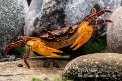 Melonenkrabbe, Thaksinthelphusa Yongchindaratae 11 Melonenkrabbe, Thaksinthelphusa Yongchindaratae -AQUATLATI Geschaft Melonenkrabbe Thaksinthelphusa yongchindaratae 3