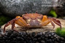 Melonenkrabbe, Thaksinthelphusa Yongchindaratae 14 Melonenkrabbe, Thaksinthelphusa Yongchindaratae -AQUATLATI Geschaft Melonenkrabbe Thaksinthelphusa yongchindaratae 6