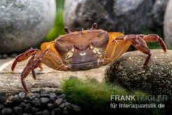 Melonenkrabbe, Thaksinthelphusa Yongchindaratae 15 Melonenkrabbe, Thaksinthelphusa Yongchindaratae -AQUATLATI Geschaft Melonenkrabbe Thaksinthelphusa yongchindaratae 7