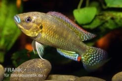 Messing-Maulbrüter, Pseudocrenilabrus Dispersus Philander