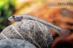 Mindanaoensis-Grundel, Lentipes Mindanaoensis, 1 Paar 7 Mindanaoensis-Grundel, Lentipes Mindanaoensis, 1 Paar -AQUATLATI Geschaft Mindanaoensis Grundel Lentipes mindanaoensis female 1