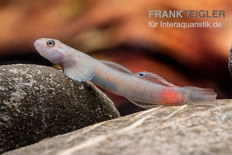 Mindanaoensis-Grundel, Lentipes Mindanaoensis, 1 Paar 3 Mindanaoensis-Grundel, Lentipes Mindanaoensis, 1 Paar