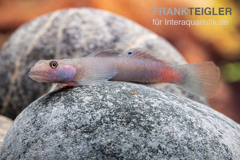 Mindanaoensis-Grundel, Lentipes Mindanaoensis, 1 Paar 4 Mindanaoensis-Grundel, Lentipes Mindanaoensis, 1 Paar - Image 2