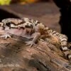 Mittelamerikanischer Krallengecko, Coleonyx Mitratus -AQUATLATI Geschaft Mittelamerikanischer Krallengecko Coleonyx mitratus 1