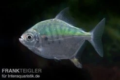 Mühlsteinsalmler, Myleus Setiger -AQUATLATI Geschaft Muehlsteinsalmler Myleus setiger 3