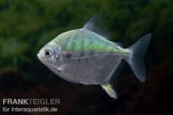 Mühlsteinsalmler, Myleus Setiger -AQUATLATI Geschaft Muehlsteinsalmler Myleus setiger 4