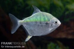 Mühlsteinsalmler, Myleus Setiger -AQUATLATI Geschaft Muehlsteinsalmler Myleus setiger 5