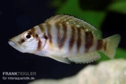 Nanderbuntbarsch, Altolamprologus Compressiceps, DNZ -AQUATLATI Geschaft Nanderbuntbarsch Altolamprologus compressiceps 2