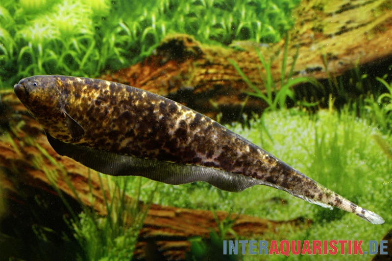 Nebelmesserfisch, Adontosternarchus Nebulosus 4 Nebelmesserfisch, Adontosternarchus Nebulosus – Bild 2