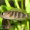 Gestreifter Schneckenbuntbarsch, Neolamprologus Multifsciatus, DNZ 2 Gestreifter Schneckenbuntbarsch, Neolamprologus Multifsciatus, DNZ -AQUATLATI Geschaft Neolamprologus multifasciatus