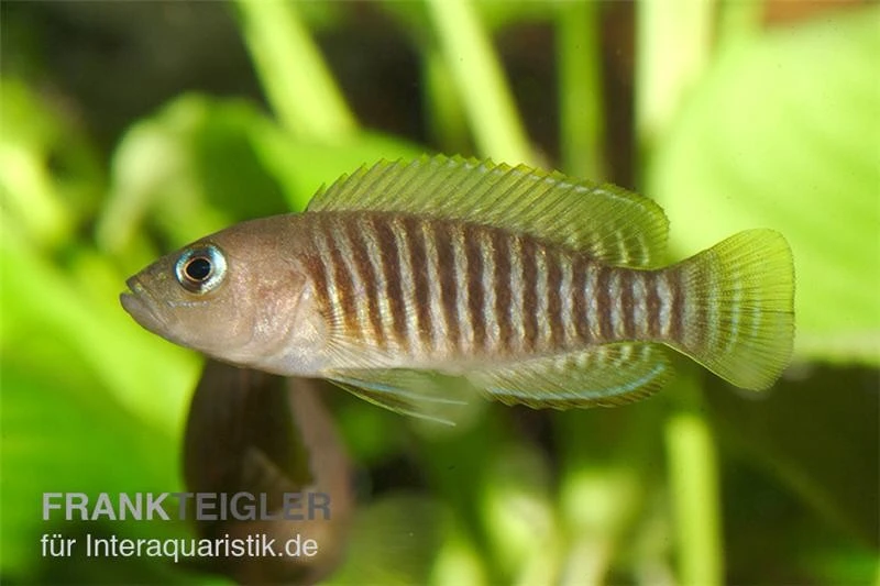 Gestreifter Schneckenbuntbarsch, Neolamprologus Multifsciatus, DNZ 3 Gestreifter Schneckenbuntbarsch, Neolamprologus Multifsciatus, DNZ