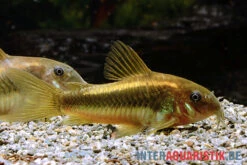 "Neon Gold Stripe"-Panzerwels, Corydoras Sp. "Neon Gold Stripe" (CW10) 8 "Neon Gold Stripe"-Panzerwels, Corydoras Sp. "Neon Gold Stripe" (CW10) -AQUATLATI Geschaft Neon Gold Stripe Panzerwels Corydoras sp Neon Gold Stripe CW10 1