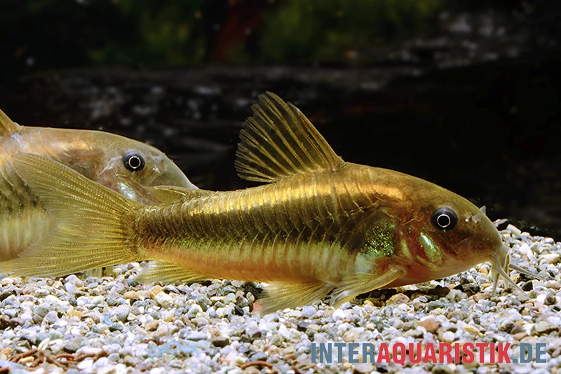"Neon Gold Stripe"-Panzerwels, Corydoras Sp. "Neon Gold Stripe" (CW10) 5 "Neon Gold Stripe"-Panzerwels, Corydoras Sp. "Neon Gold Stripe" (CW10) – Bild 3