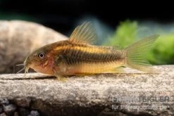 "Neon Gold Stripe"-Panzerwels, Corydoras Sp. "Neon Gold Stripe" (CW10) 9 "Neon Gold Stripe"-Panzerwels, Corydoras Sp. "Neon Gold Stripe" (CW10) -AQUATLATI Geschaft Neon Gold Stripe Panzerwels Corydoras sp Neon Gold Stripe CW10 neu 2