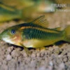 "Neon Red Stripe"-Panzerwels, Corydoras Sp. "Neon Red Stripe" (CW23) -AQUATLATI Geschaft Neon Red Stripe Panzerwels Corydoras sp Neon Red Stripe CW23