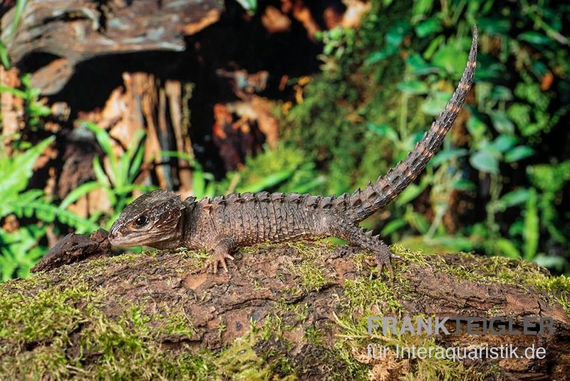 Neuguinea-Helmskink, Tribolonotus Novaeguineae 4 Neuguinea-Helmskink, Tribolonotus Novaeguineae – Bild 2