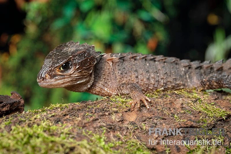 Neuguinea-Helmskink, Tribolonotus Novaeguineae 3 Neuguinea-Helmskink, Tribolonotus Novaeguineae