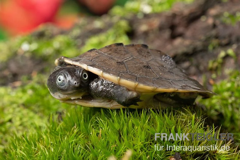 Neuguinea-Schnappschildkröte, Emydura Novaeguineae 4 Neuguinea-Schnappschildkröte, Emydura Novaeguineae – Bild 2