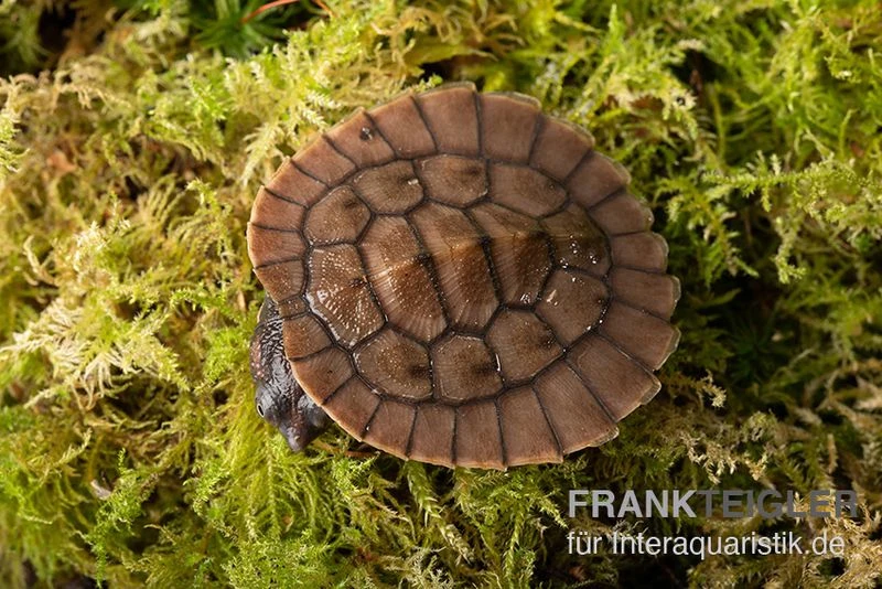 Neuguinea-Schnappschildkröte, Emydura Novaeguineae 5 Neuguinea-Schnappschildkröte, Emydura Novaeguineae – Bild 3