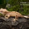 Neukaledonischer Kronengecko, Rhacodactylus Ciliatus -AQUATLATI Geschaft Neukaledonischer Kronengecko Rhacodactylus ciliatus 1