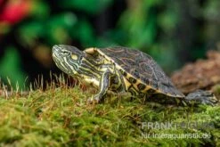 Nicaragua-Schmuckschildkröte, Trachemys Emolli 7 Nicaragua-Schmuckschildkröte, Trachemys Emolli -AQUATLATI Geschaft Nicaragua Schmuckschildkroete Trachemys emolli 2