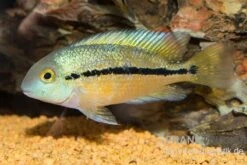Nicaraguabuntbarsch, (ex. Cichlasoma) Nicaraguense 8 Nicaraguabuntbarsch, (ex. Cichlasoma) Nicaraguense -AQUATLATI Geschaft Nicaraguabuntbarsch Cichlasoma nicaraguense neu 1
