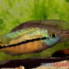 Nicaraguabuntbarsch, (ex. Cichlasoma) Nicaraguense 1 Nicaraguabuntbarsch, (ex. Cichlasoma) Nicaraguense -AQUATLATI Geschaft Nicaraguabuntbarsch Cichlasoma nicaraguense neu 4