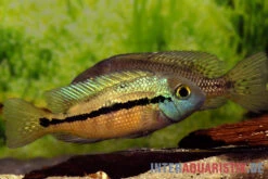 Nicaraguabuntbarsch, (ex. Cichlasoma) Nicaraguense