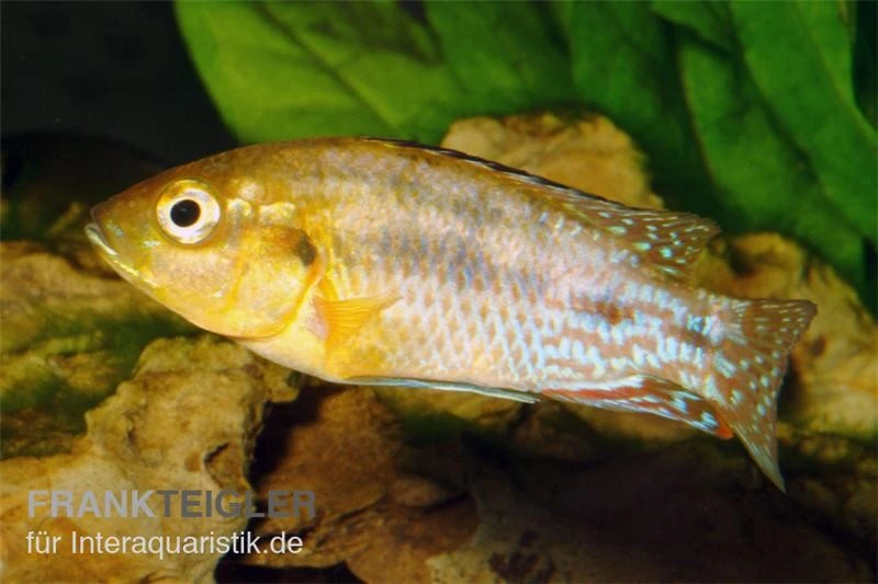 Nichols Maulbrüter, Pseudocrenilabrus Nicholsi, DNZ 4 Nichols Maulbrüter, Pseudocrenilabrus Nicholsi, DNZ - Image 2